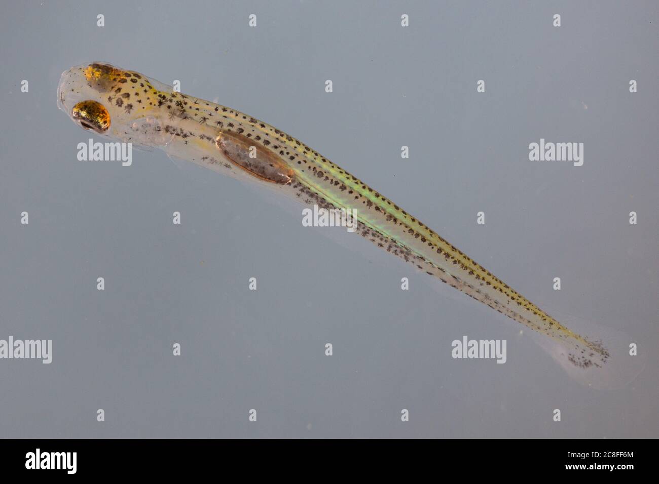 Nasa (Chondrostoma naso), larva antes de la primera ingesta de alimentos, Alemania Foto de stock