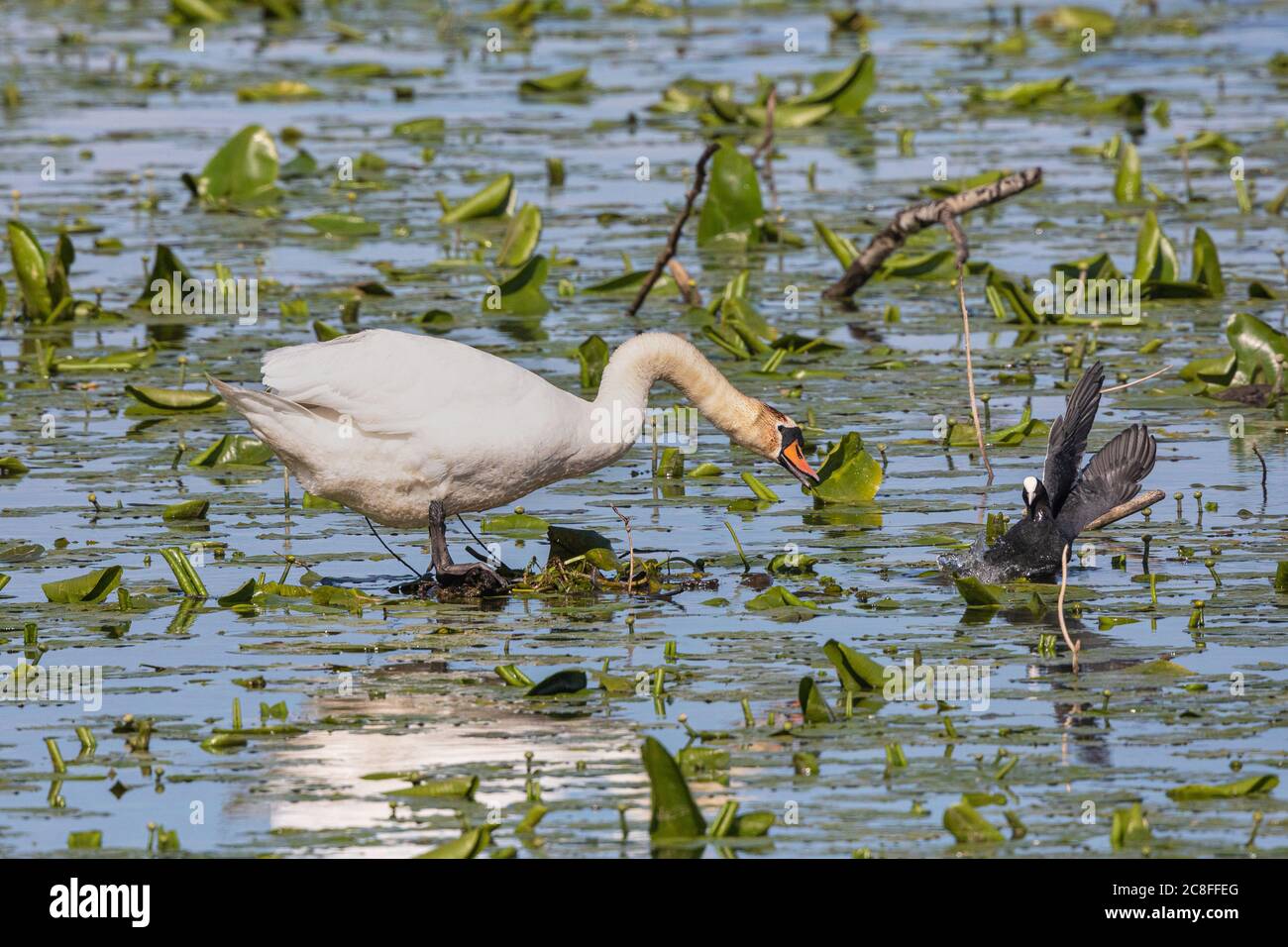 Mute Swan (Cygnus olor), en el sitio de anidación de un coot y siendo atacado, Alemania, Baviera Foto de stock