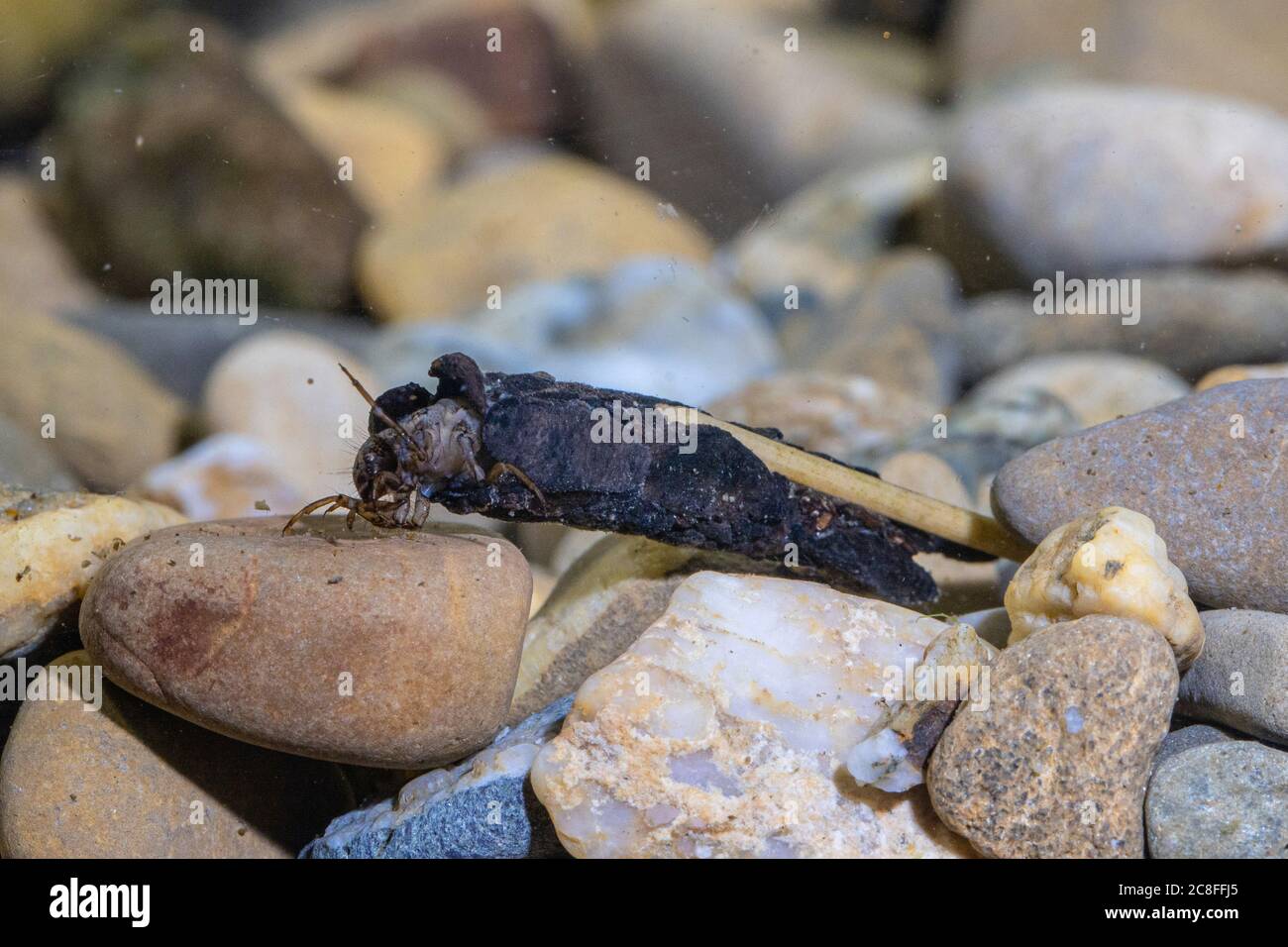 Moscas caddis (Trichoptera), con caso de corteza y ramitas, Alemania Foto de stock