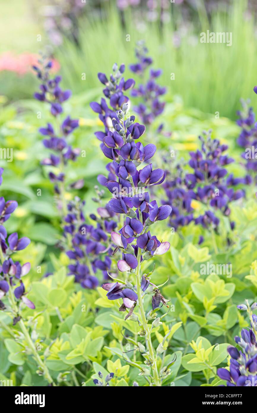 Falso índigo (Baptizia 'Saphires', Baptizia Saphires), flores de cultivar Decadence Saphires espumosos Foto de stock