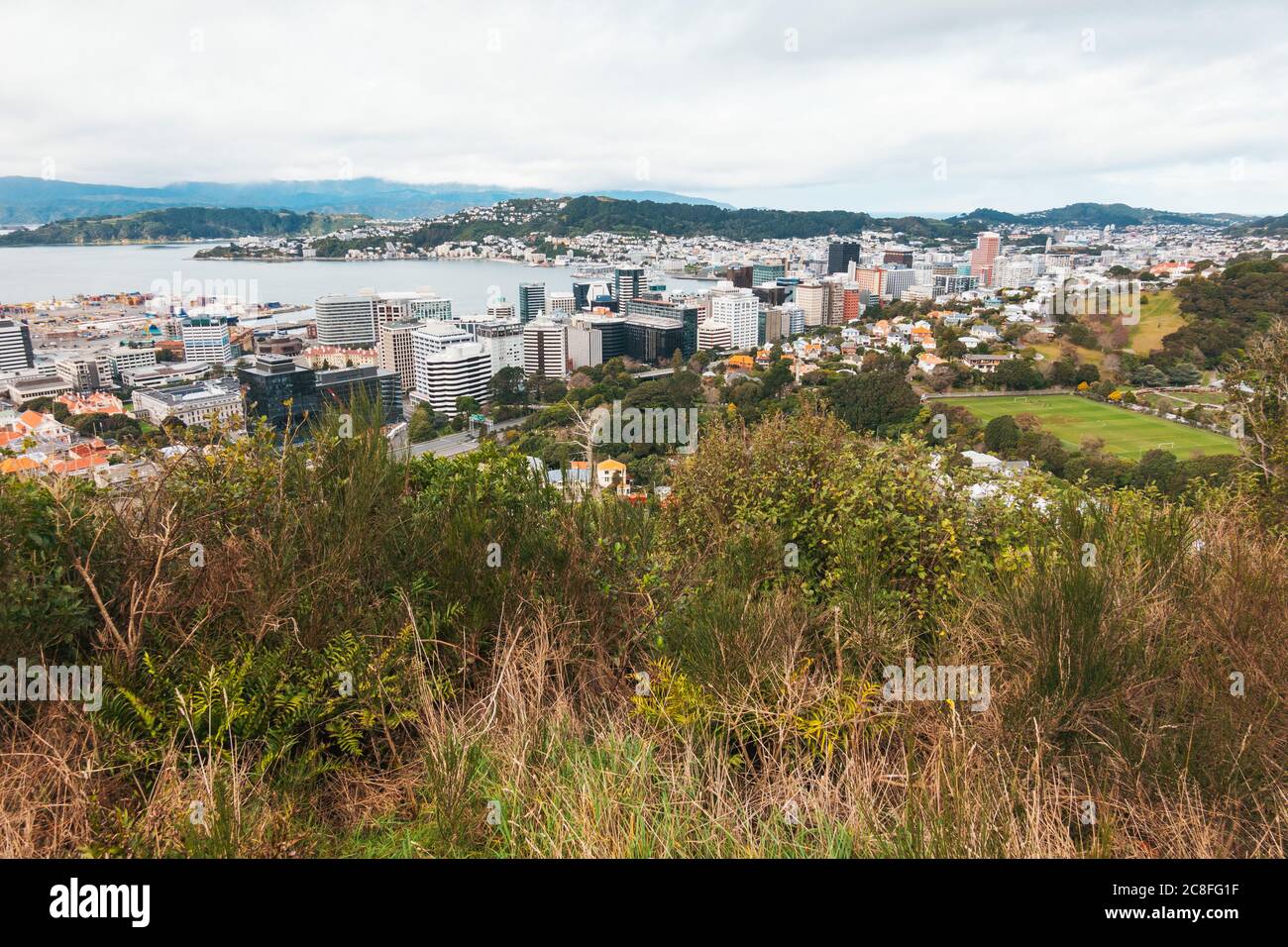 Matorral grueso en el cinturón de la ciudad de Wellington, Nueva Zelanda Foto de stock