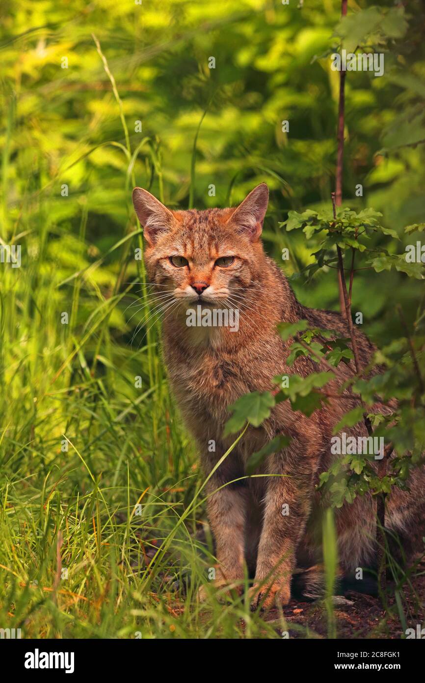 Gato salvaje (Felis silvestris), sentado en tierra forestal, Alemania Foto de stock