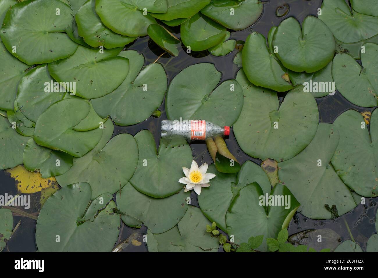 botella de plástico flotando en el canal entre lilas. REINO UNIDO Foto de stock