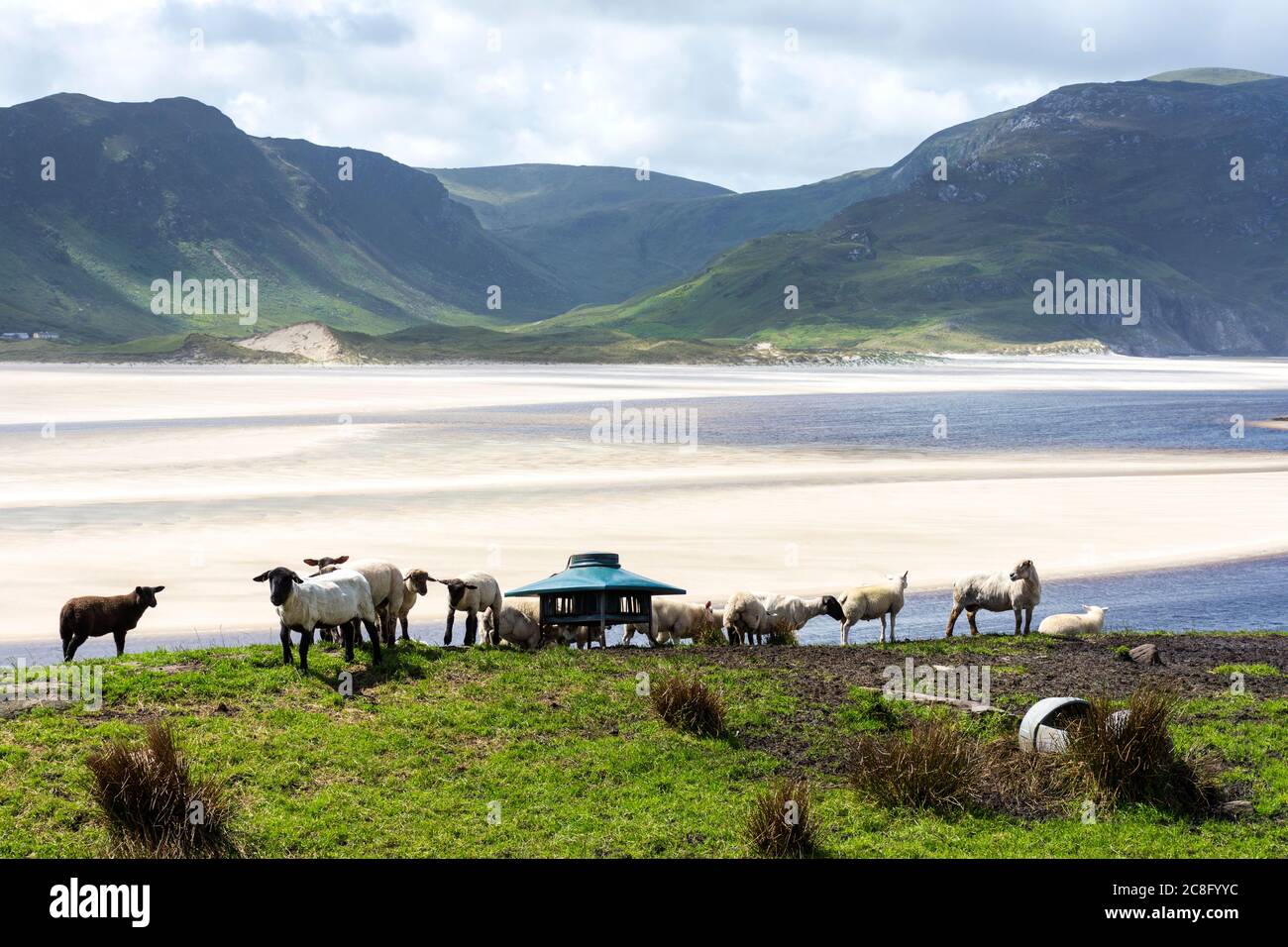 Ovejas y corderos en un campo costero, Condado de Donegal, Irlanda Foto de stock