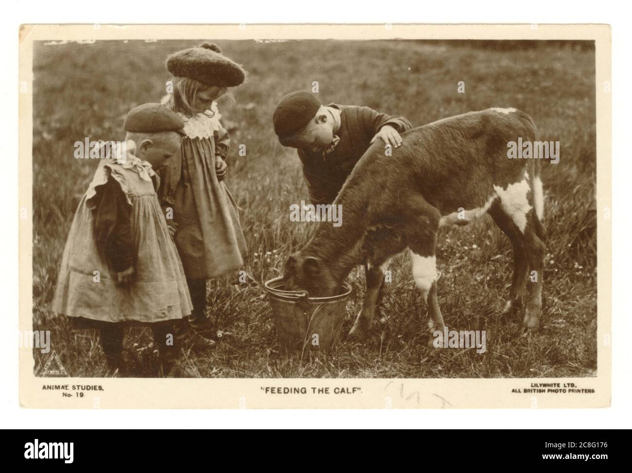 Postal de saludos de principios de 1900 de una escena idílica del país que muestra a los niños de los años 1920 al aire libre alimentando a un becerro de un cubo. La joven lleva un sombrero Tam-o'-Shanter de moda a principios de los años 1920 y un vestido de smock. Un niño se mantiene con un vestido con una gorra de pico, mientras que su hermano mayor usa más ropa de niño y una gorra de pico, publicado el 17 de mayo de 1921. Foto de stock