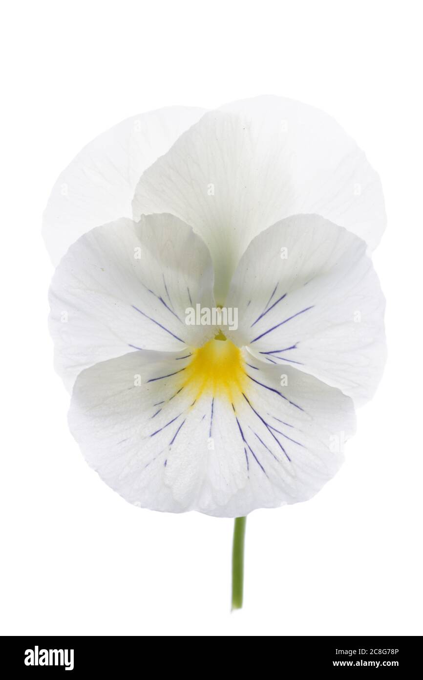 Flor violeta blanca aislada sobre fondo blanco, foto macro Fotografía de  stock - Alamy
