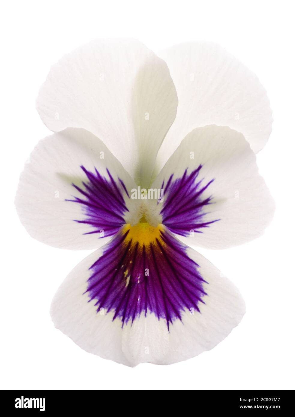 Flor violeta blanca fotografías e imágenes de alta resolución - Alamy