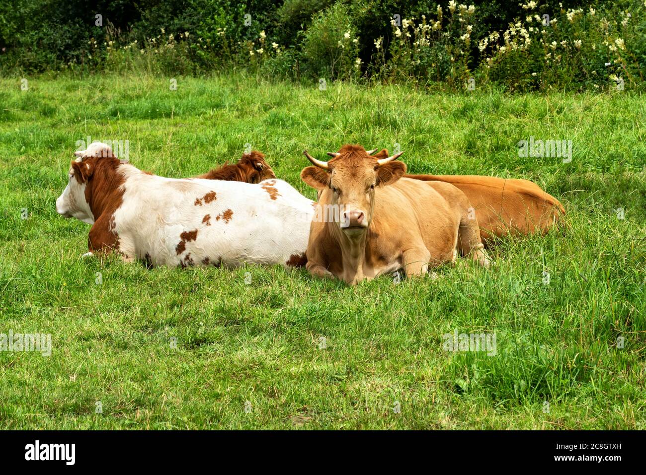 Las vacas pardas jóvenes están descansando en la hierba. Una escena encantadora. Foto de stock
