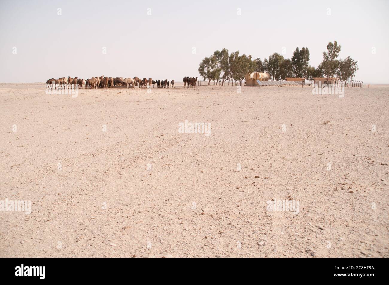 Una manada de camellos árabes domesticados en un pozo de agua en el desierto oriental de la región de Badia, Wadi Dahek, el Reino Hachemita de Jordania. Foto de stock
