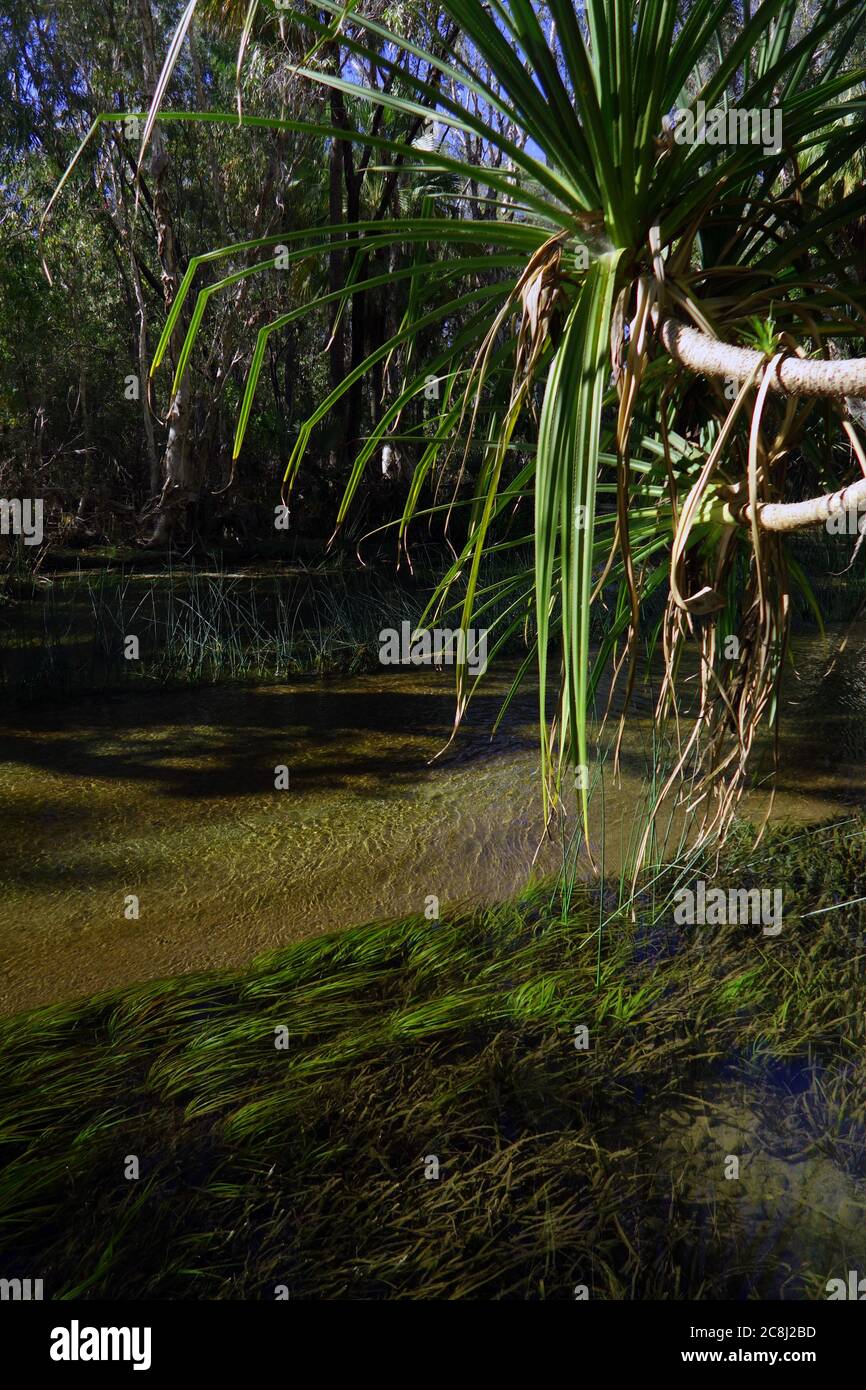 Vegetación saludable de humedales incluyendo plantas de agua nativas (Vallisneria australis), Gregory River, Outback Queensland cerca de Riversleigh, Australia Foto de stock