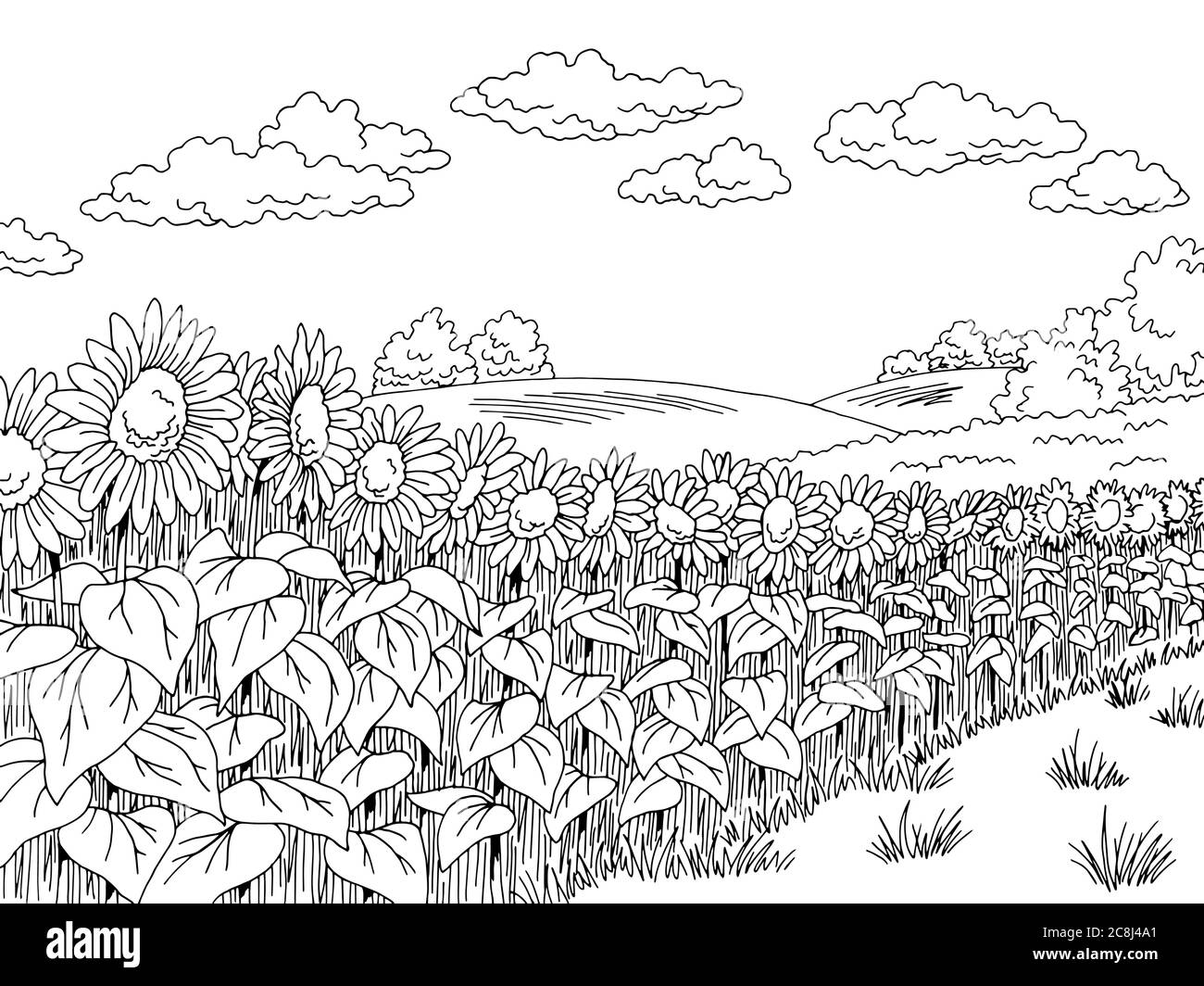 Campo de girasol gráfico blanco negro paisaje dibujo vector ilustración  Imagen Vector de stock - Alamy