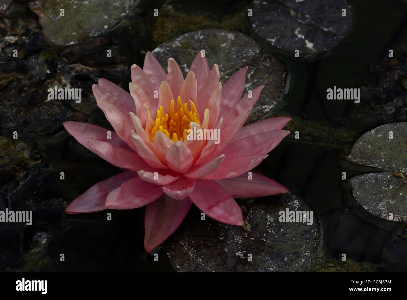 Un lirio de agua rosa con estambres amarillos, sobre una almohadilla de lirio. Foto de stock