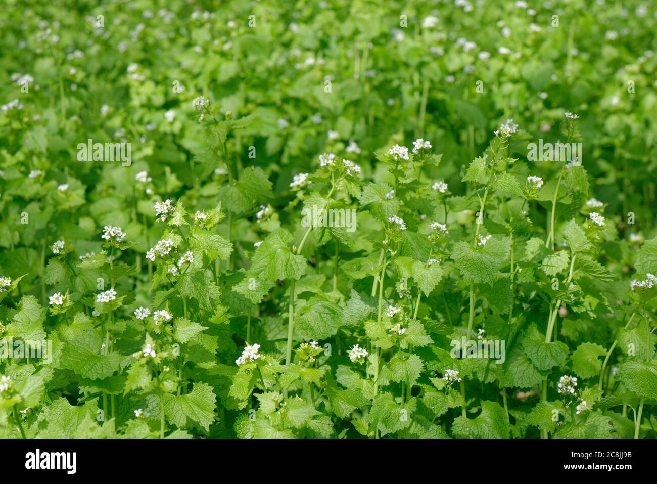 Mostaza de ajo / Ajo de borde / Jack por la cobertura (Alliaria petiolata) densa floración de grupa en el subpiso de los márgenes de bosque, Wiltshire, Reino Unido, abril. Foto de stock