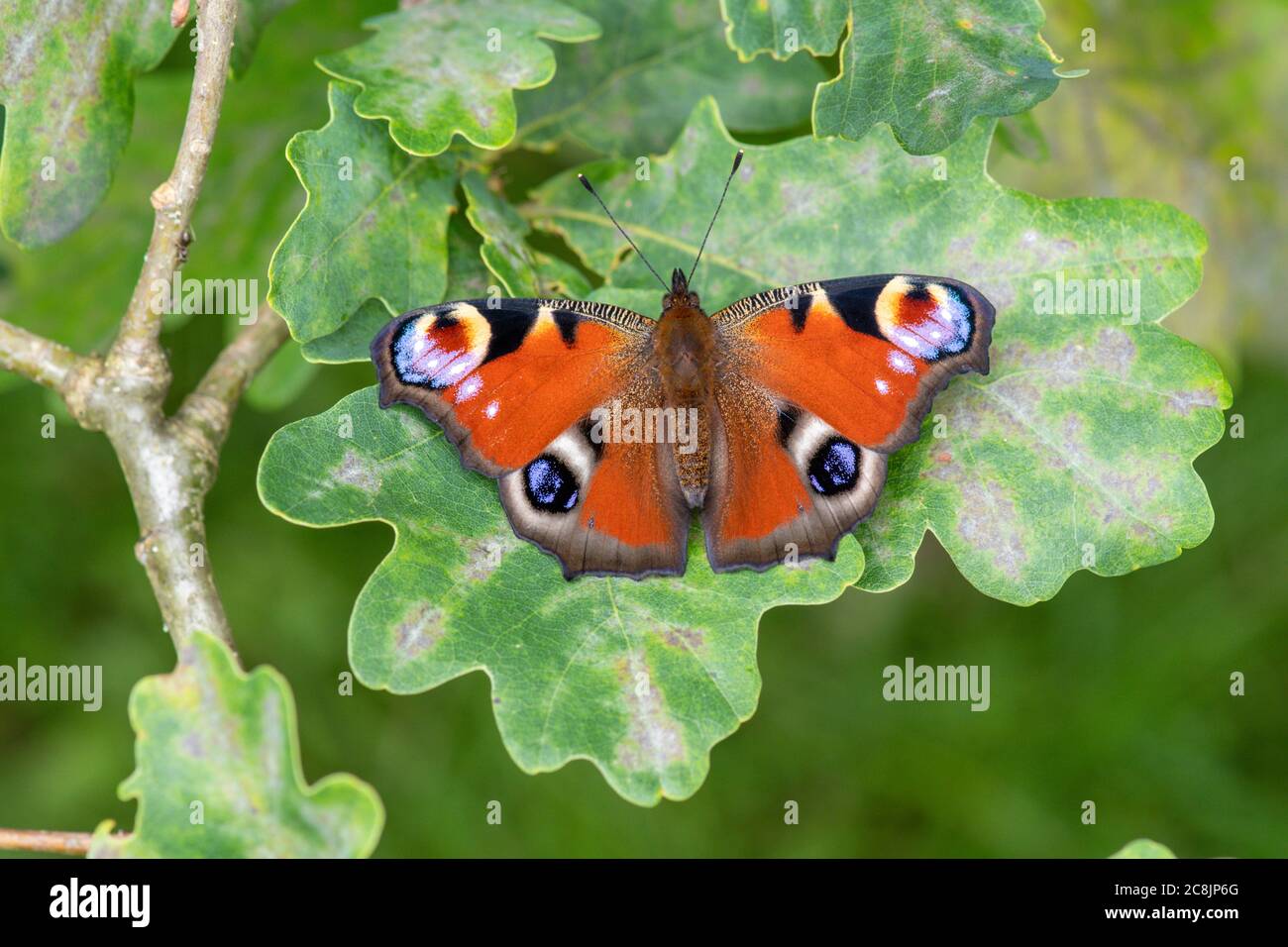 Mariposa pavo real (Inachis io) ¿UK Foto de stock