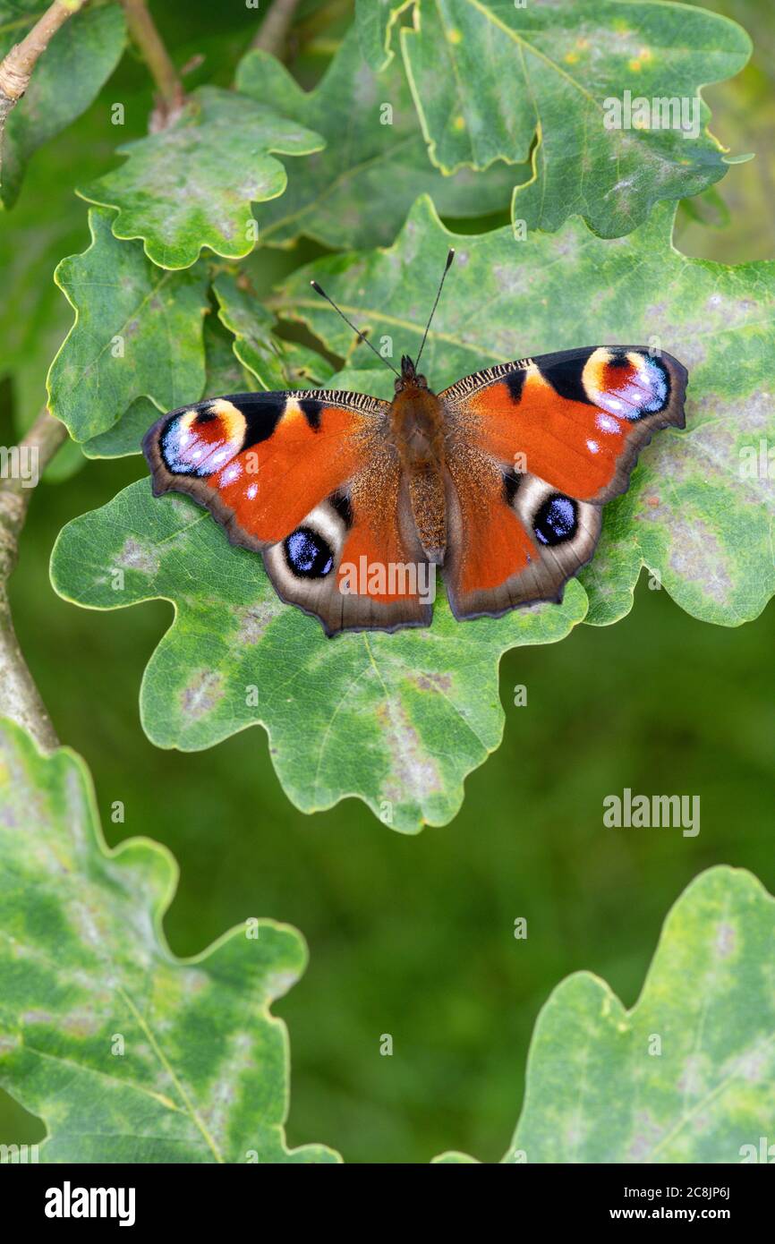 Mariposa pavo real (Inachis io) ¿UK Foto de stock