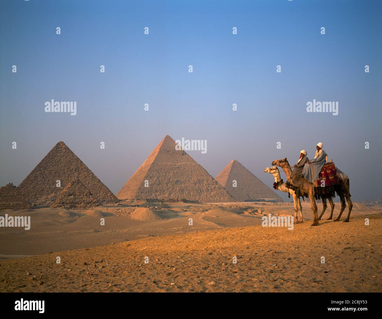 Los camellos en las Pirámides de Giza, en El Cairo, Egipto Foto de stock