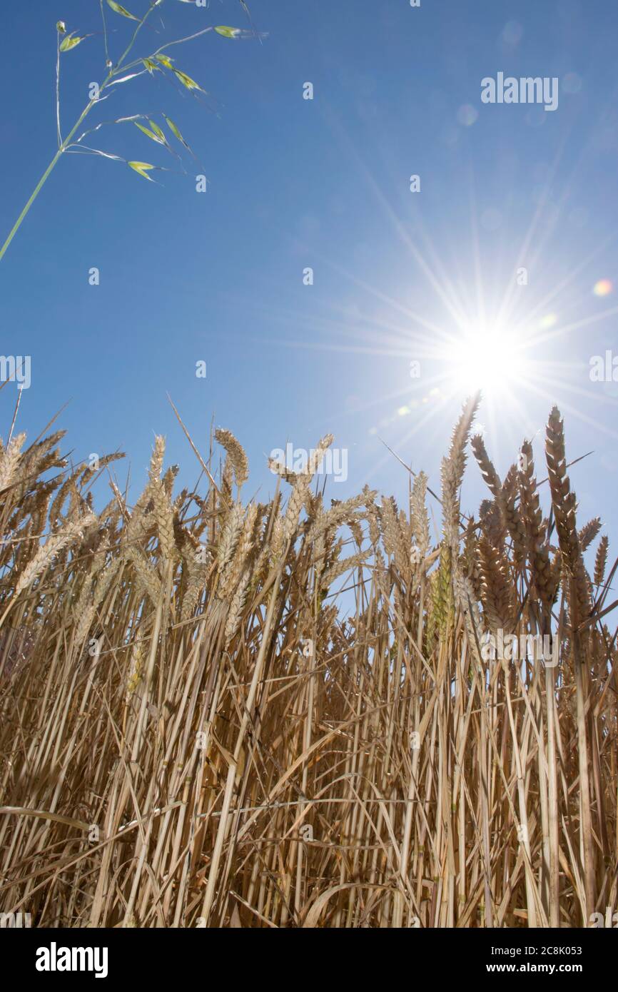 Cultivo de trigo en Hampshire, Reino Unido Foto de stock