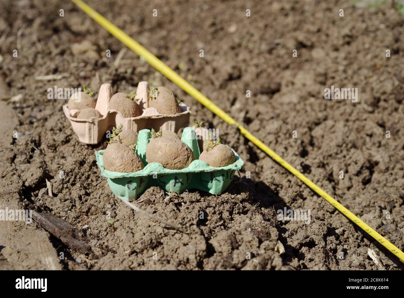 Patatas tempranas 'Casablanca' picadas en cajas de huevos, listas para plantar junto a trinchera con cinta métrica, primavera, Gales, Reino Unido. Foto de stock