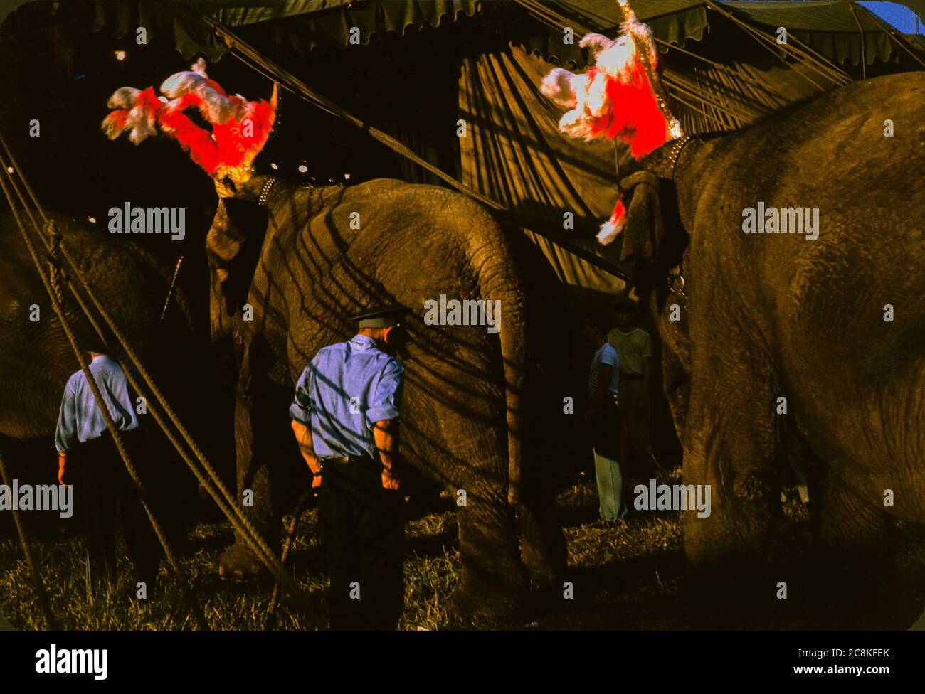 Ringling Brothers Circus Elephant Tent Workers 1950 Foto de stock