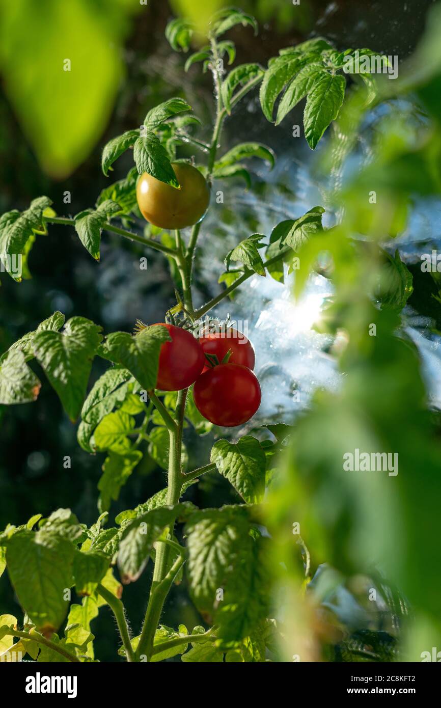 Tomate maduro ecológico y natural colgado en la rama. Cultivo casero de verduras Foto de stock