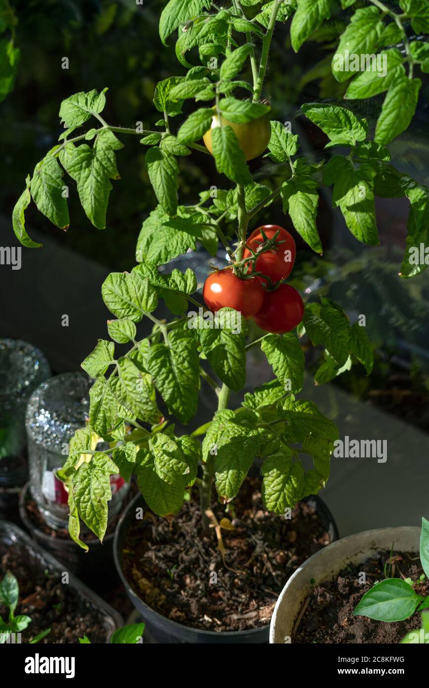 Tomate maduro ecológico y natural colgado en la rama. Cultivo casero de verduras Foto de stock