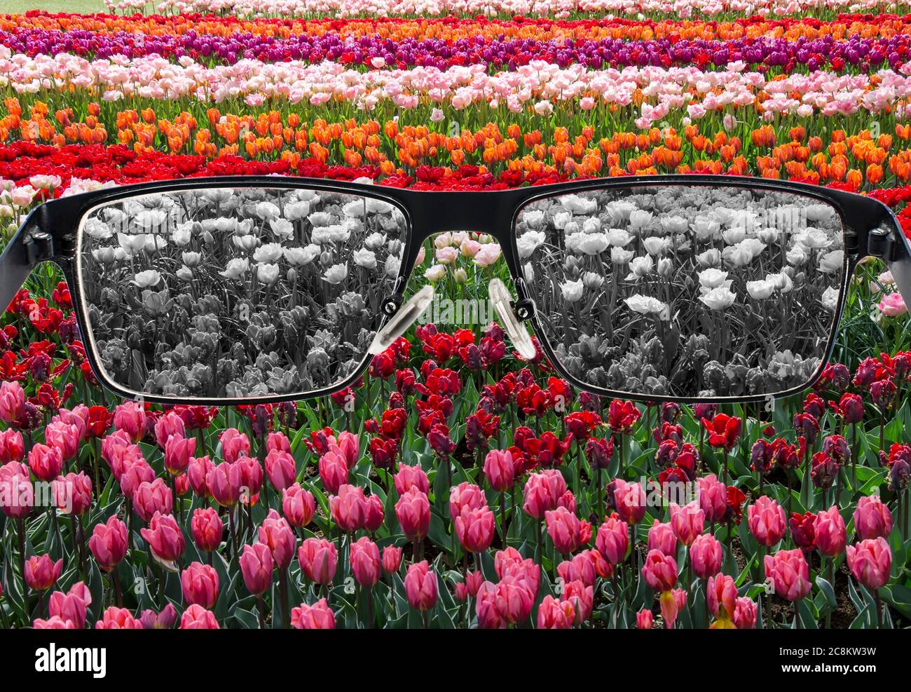 Mirando a través de los vasos para blanquear el campo de tulipanes. Ceguera de color. Percepción mundial durante la depresión. Condición médica. Concepto de salud y enfermedad. Foto de stock