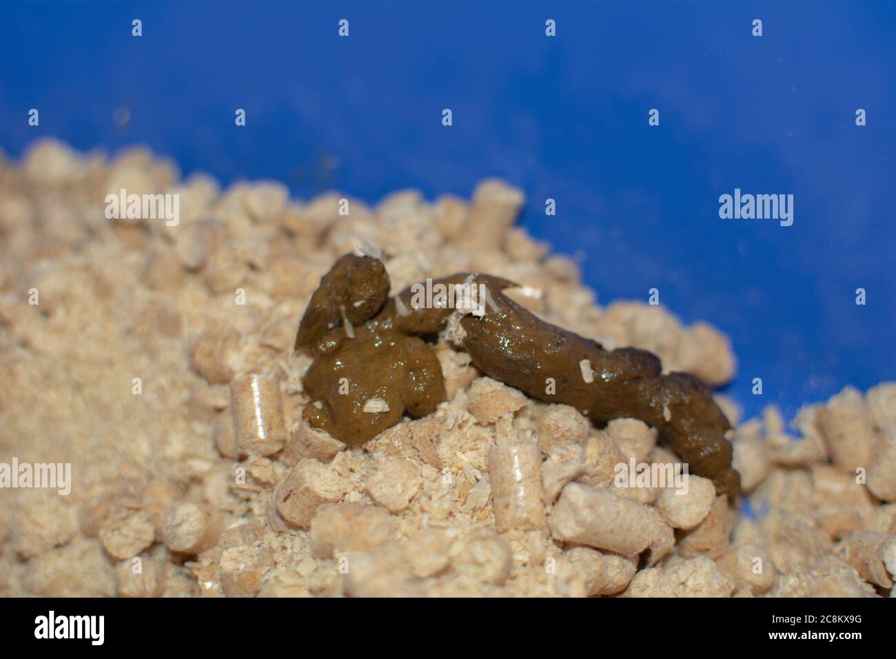 gusanos en heces de gato Fotografía de stock - Alamy