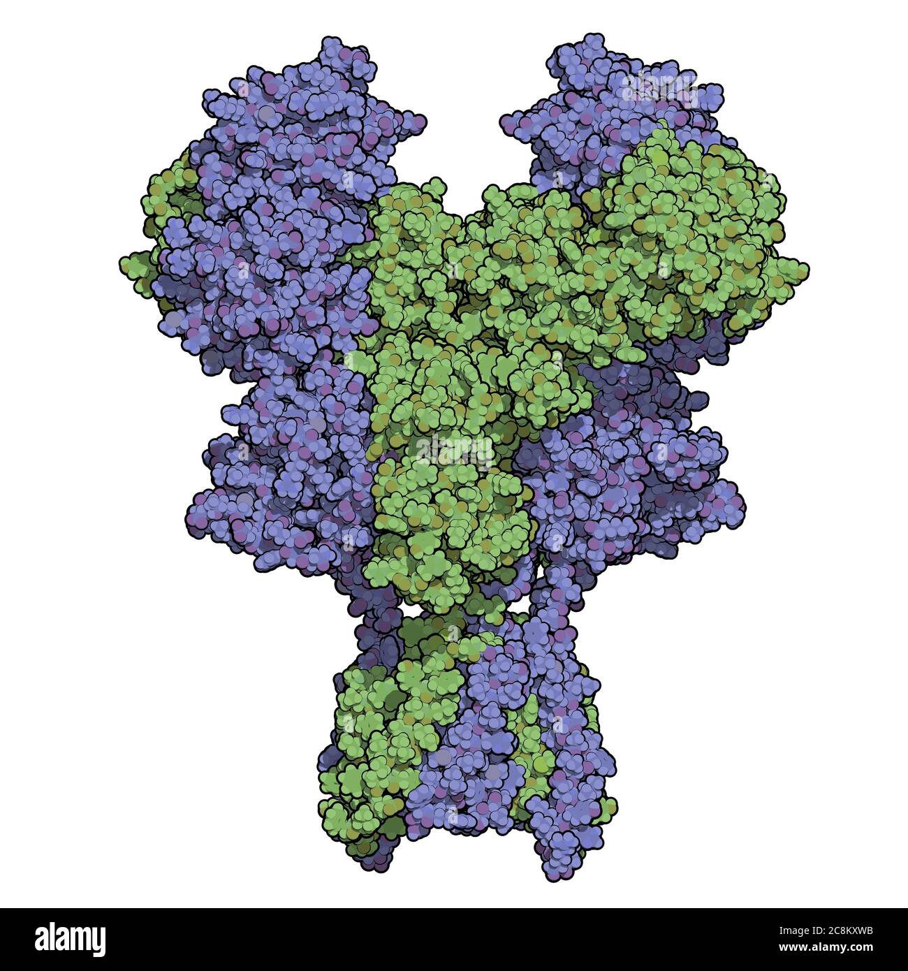 Receptor Nmda Receptor De Glutamato Ionotrópico Estructura Del Nmdar Humano Determinada Por 4942