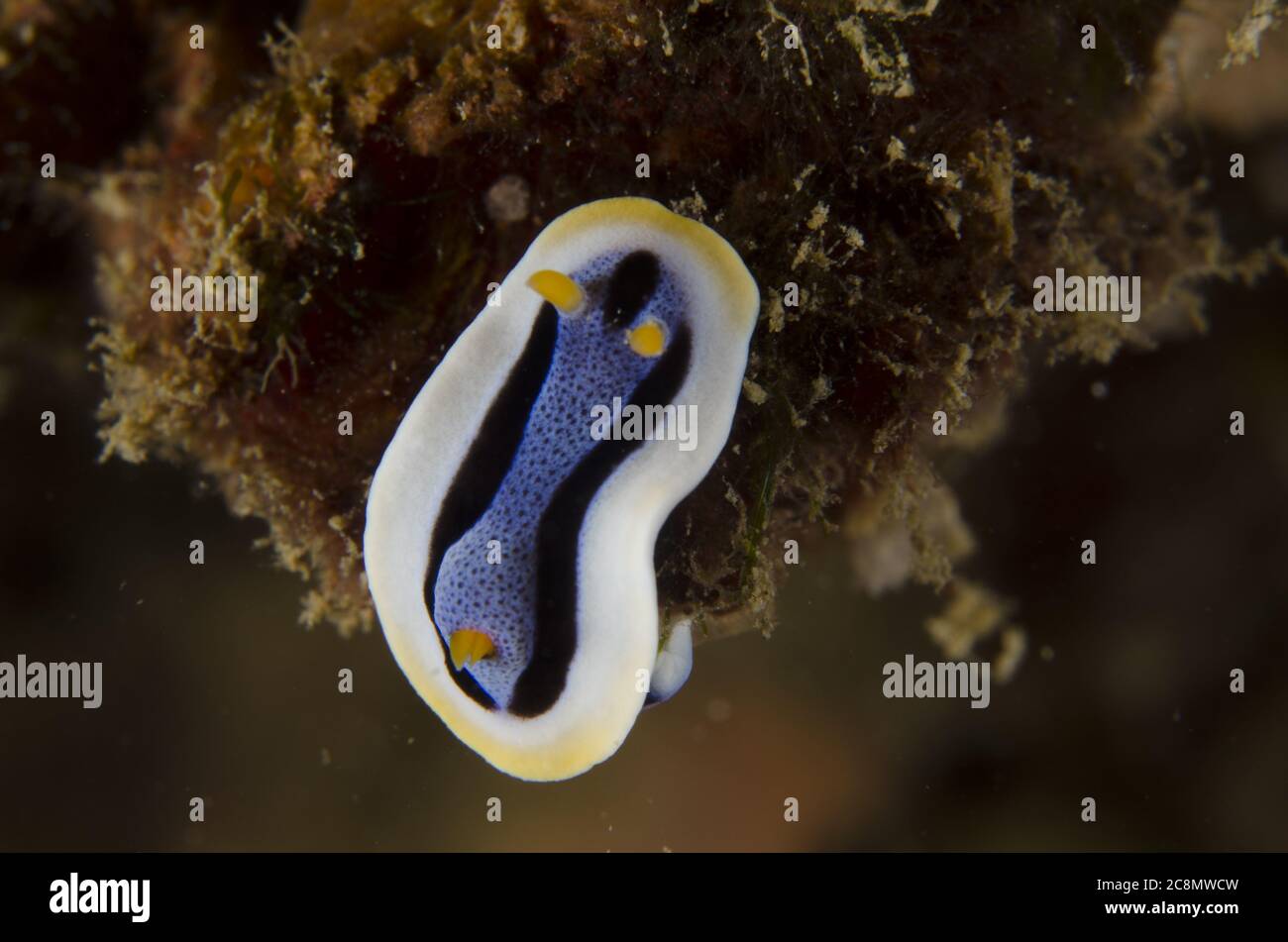 Slug de mar, nudibranch, Chromodioris annae, Cromodoridae, Anilao, Filipinas, Océano Indo-pacífico, Asia Foto de stock