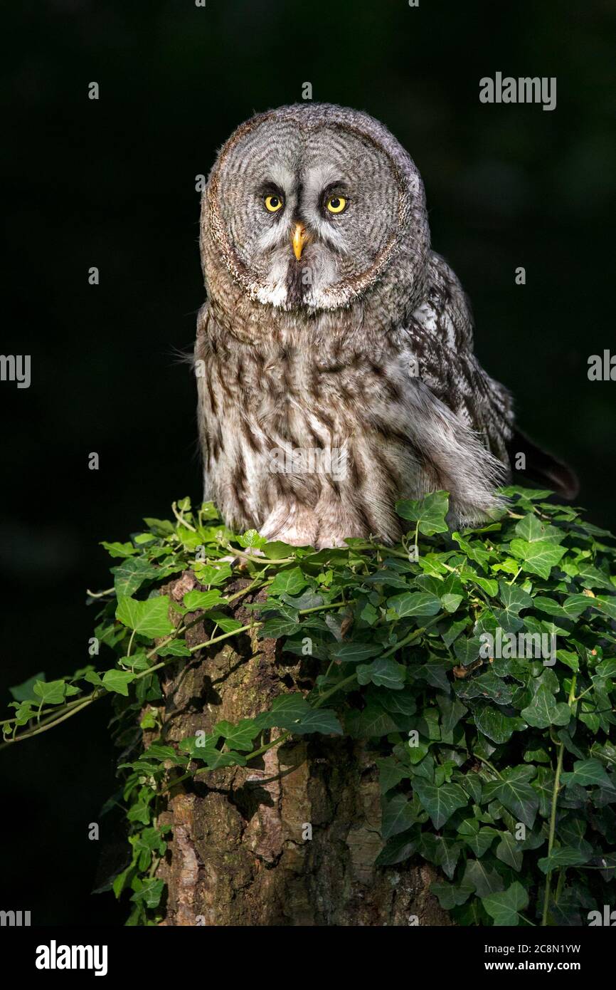 Gran buho gris Foto de stock