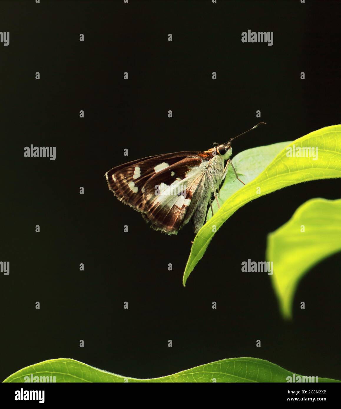 mariposa demonio de hierba (udaspes folus) en una hoja, campo de bengala occidental en la india Foto de stock
