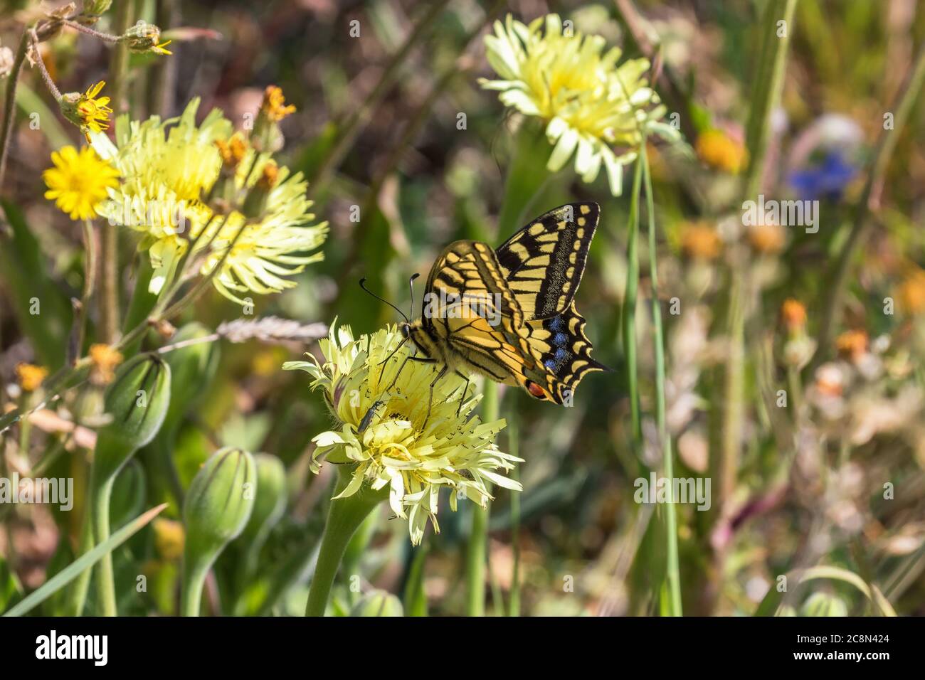 Swallowtail chupar néctar de una flor Foto de stock
