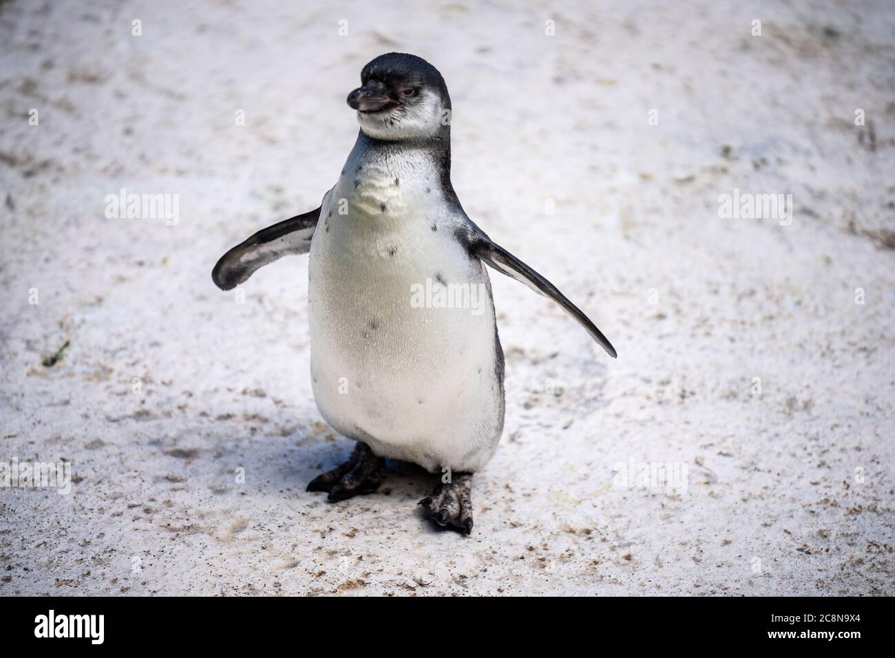 Humboldt penguin aka Spheniscus humboldti es un pingüino sudamericano Viviendo principalmente en la Reserva Nacional Pinguino de Humbold en El Norte de Chile Foto de stock