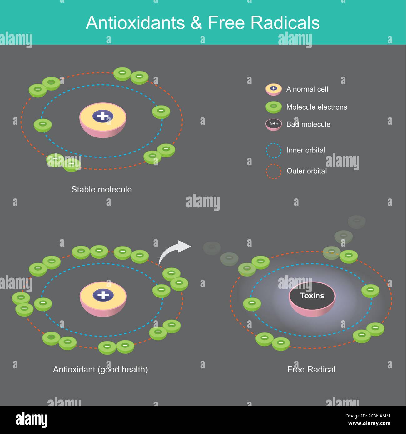 Antioxidantes y radicales. Diagrama explicar cómo los antioxidantes funcionan con moléculas atrapan sustancias tóxicas en el cuerpo humano. Ilustración del Vector
