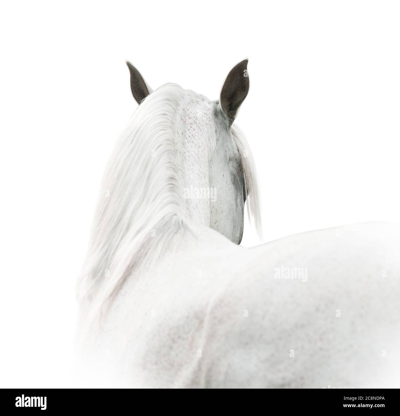 Cuello de caballo blanco fotografías e imágenes de alta resolución - Alamy