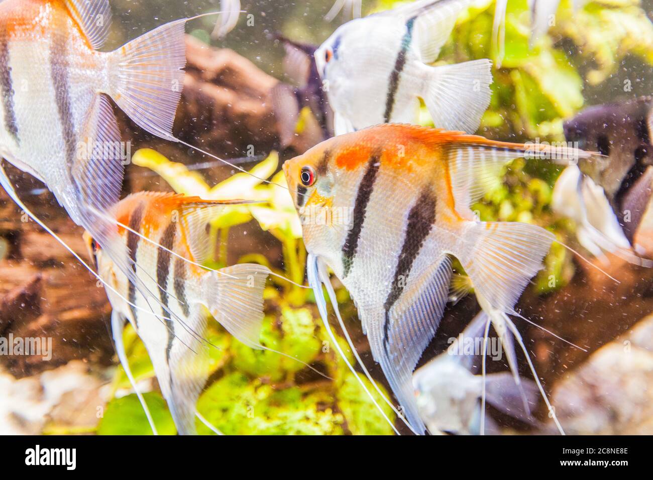Acuario marino peces tropicales, color vibrante, mundo submarino. Foto de stock