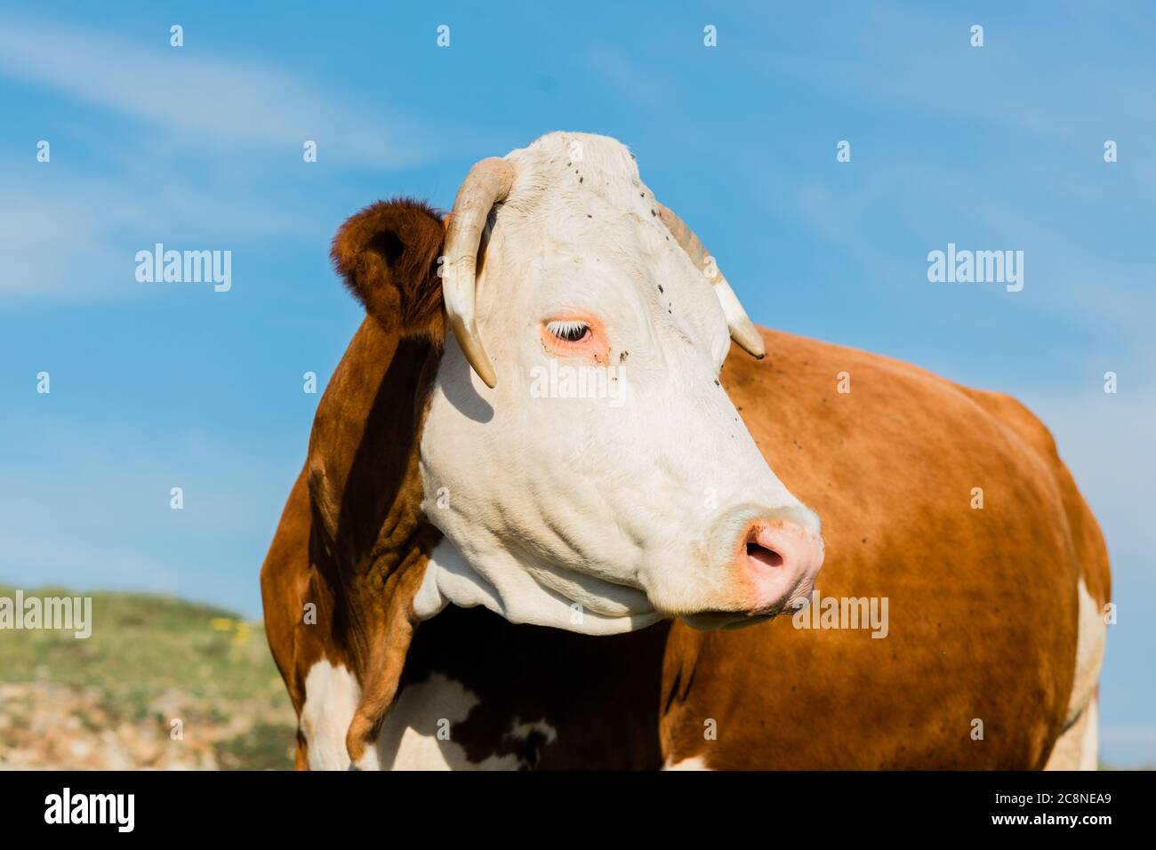 Vaca marrón y blanca en el campo Foto de stock