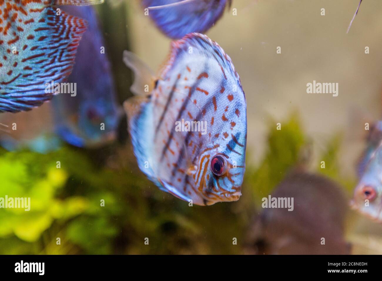 Acuario marino peces tropicales, color vibrante, mundo submarino. Foto de stock
