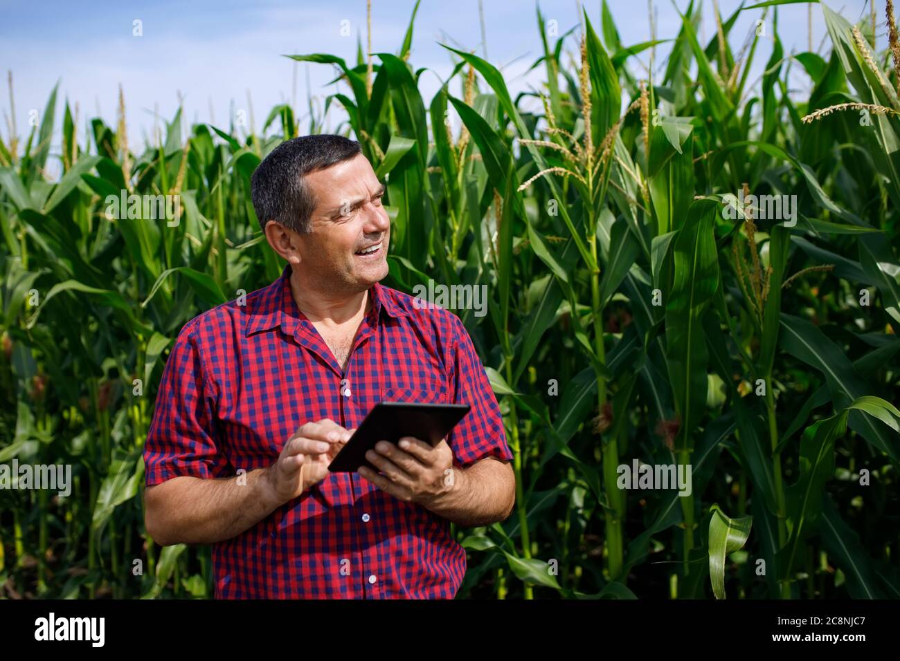El agrónomo inspecciona el campo de maíz Foto de stock