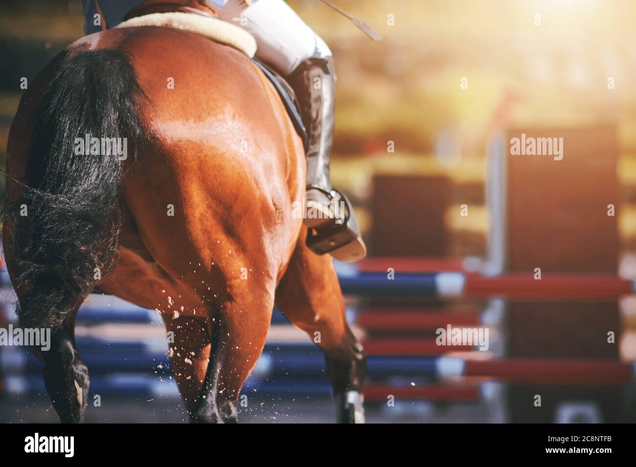 Una vista trasera de un caballo de la bahía galopando a través de una arena arenosa, a punto de saltar sobre una barrera alta. Competiciones ecuestres. Foto de stock