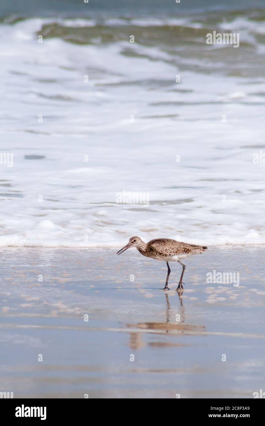 Un Willet (Tringa semipalmata) forrajeo de alimentos a lo largo del borde del agua en el Assateague Island National Seashore, Maryland Foto de stock