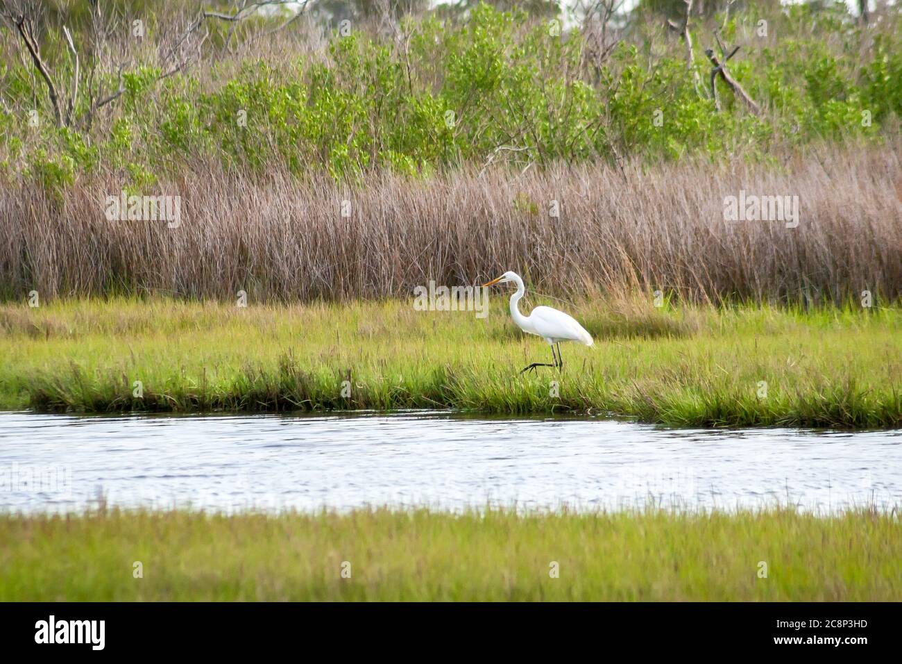 Un gran garza (Ardea alba) forrajeo de alimentos en humedales de marismas saladas en la costa nacional de la isla Assateague, Maryland Foto de stock