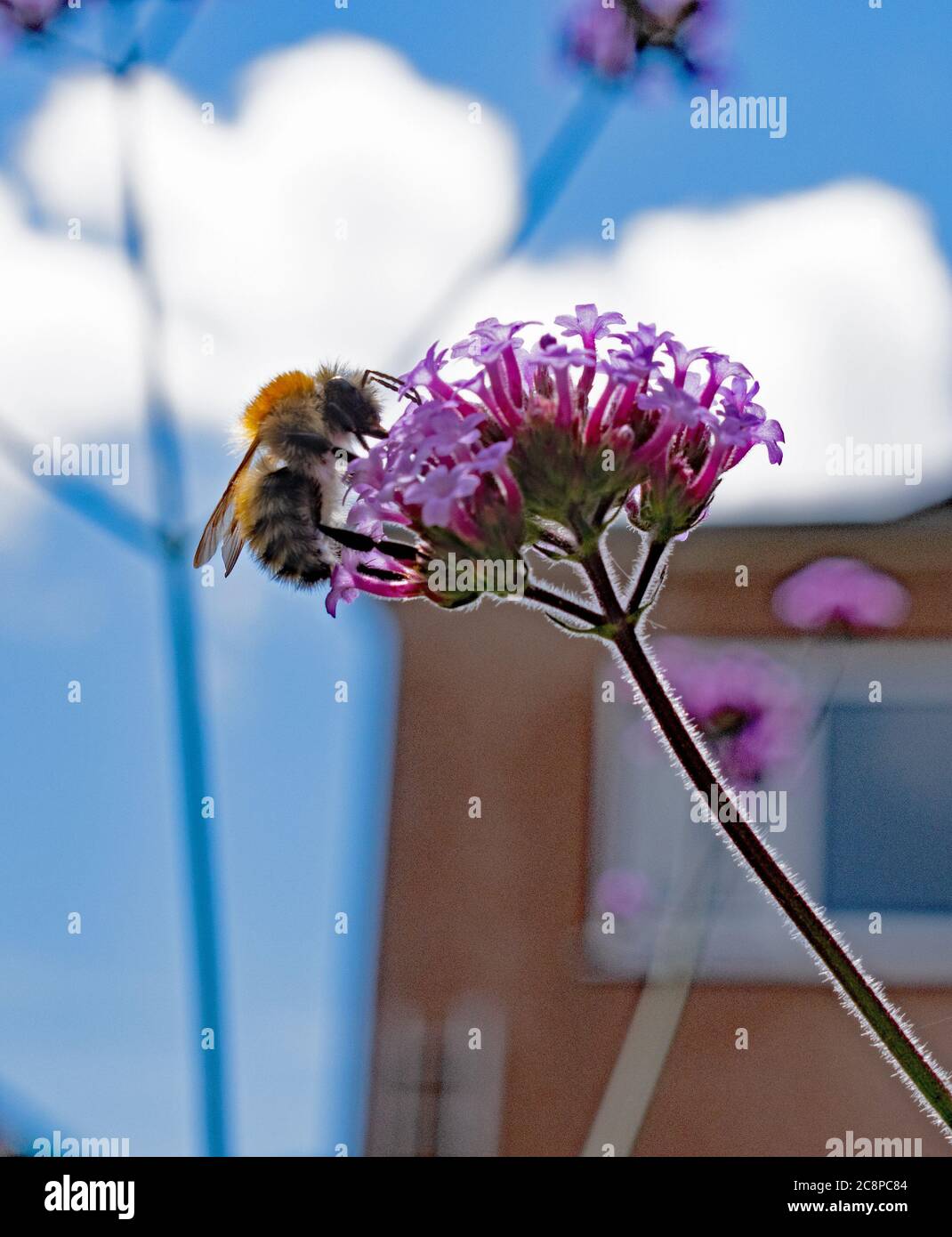 Abeja de miel en Verbena bonariensis Foto de stock