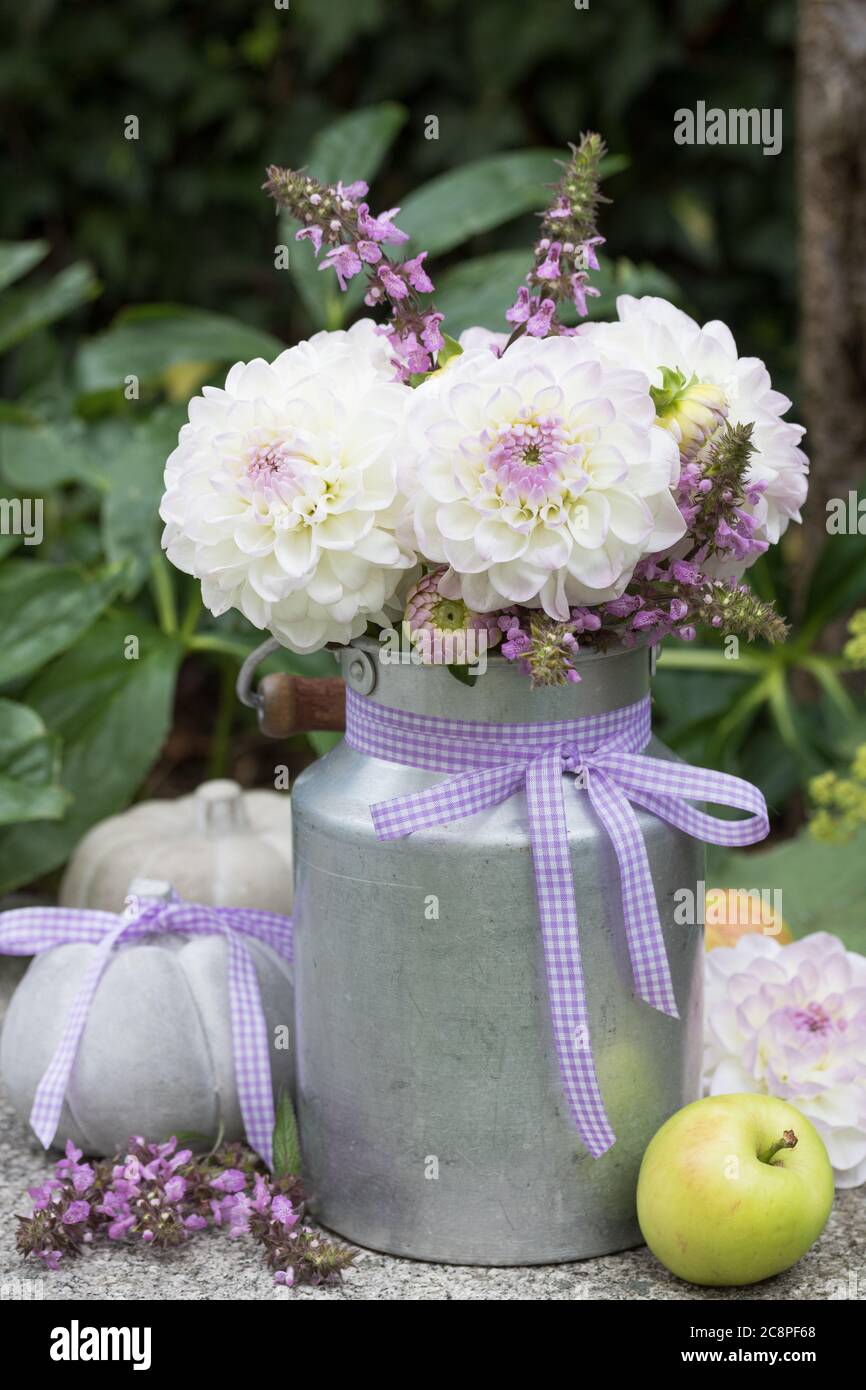 ramo de dahlias en blanco y púrpura en leche de cosecha las calabazas de lata y concreto Foto de stock