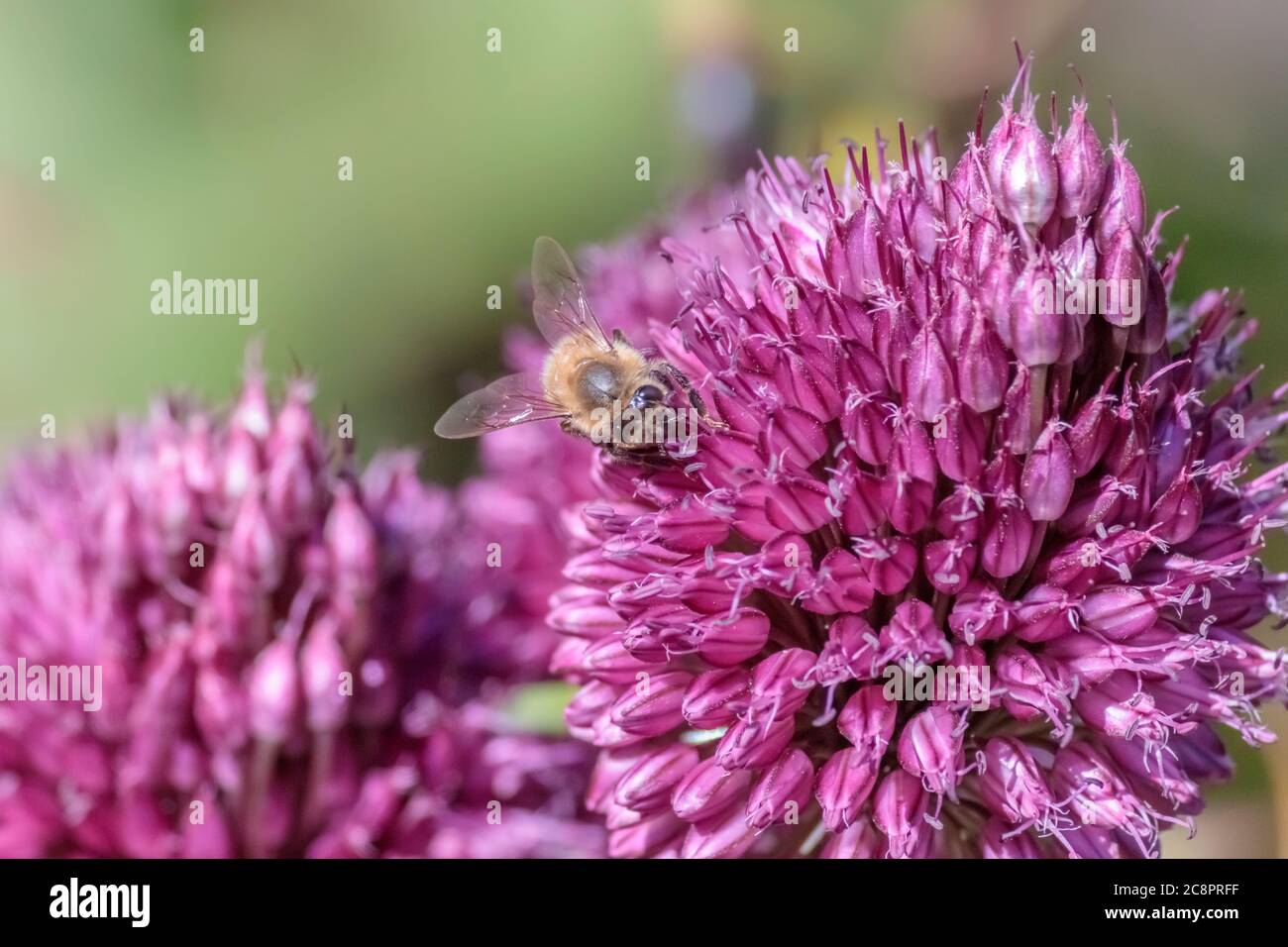 Vista a nivel de ojos, desde el frente, de una abeja de miel que recoge néctar de una cabeza de flor púrpura Allium sphaerocephaluon, con un fondo verde borroso. Foto de stock