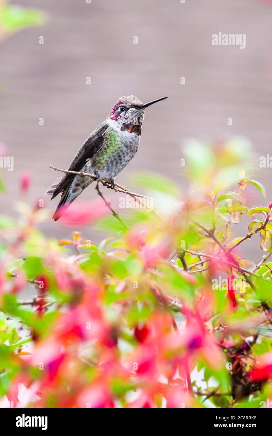 Anna's Colibrí, Calypte anna, donde se posan sobre una floración de plantas de color fucsia en Point Arena Cove en Point Arena, California. Foto de stock