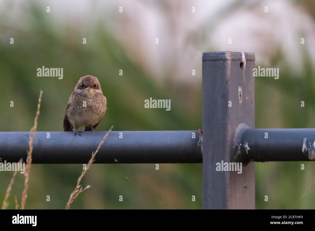 Pájaro joven de un camarón con respaldo rojo sentado en un carril Foto de stock