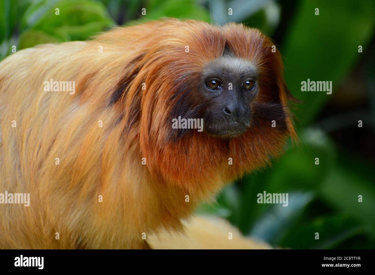 Retrato de un león dorado Tamarin (Leontopithecus rosalia). Uno de los animales más amenazados del mundo debido a su caza por cazadores furtivos Foto de stock