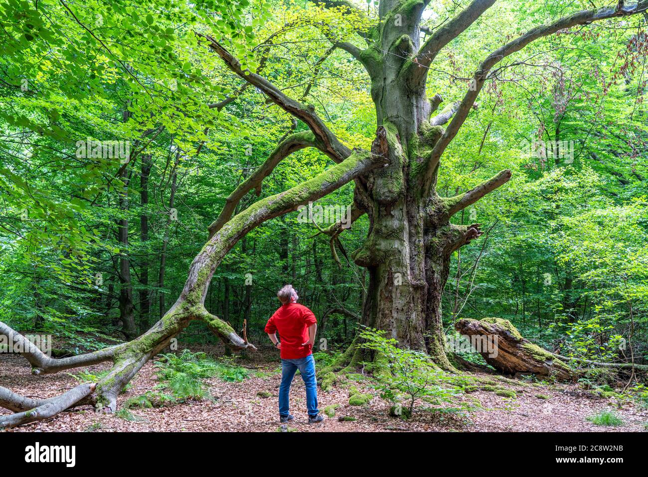 El bosque primigenio Sababurg, o también bosque primigenio en el Reinhardswald, es un biotope de aproximadamente 95 ha bajo protección de la naturaleza y el paisaje, w Foto de stock