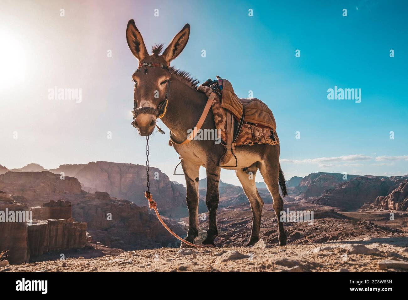 Un burro con silla de montar está parado en sol y y esperar a los en la de observación Fotografía de stock - Alamy